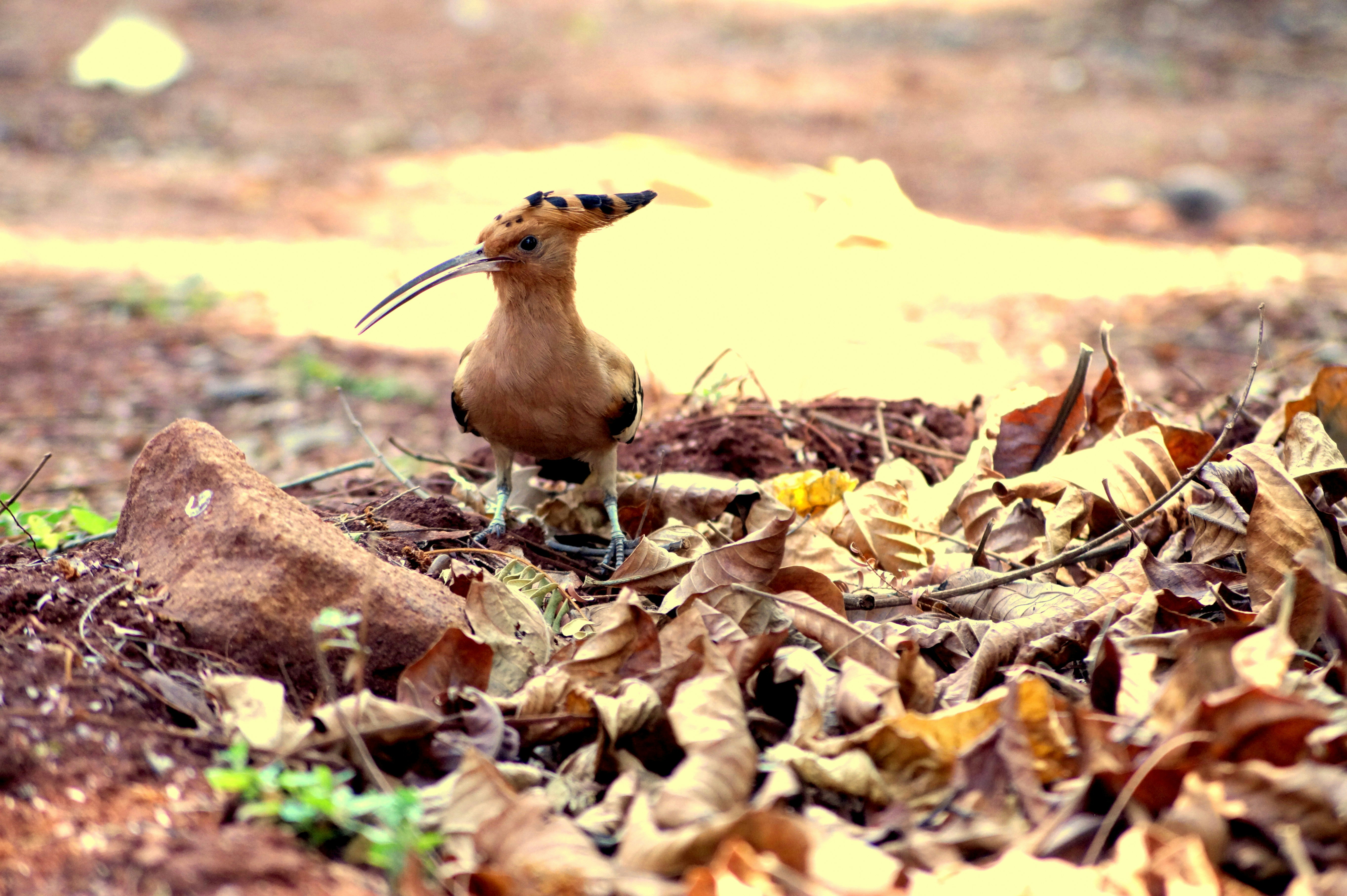 Free Unsplash photo from Aparna Puranik