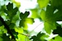 green leaves at daytime