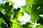 green leaves at daytime