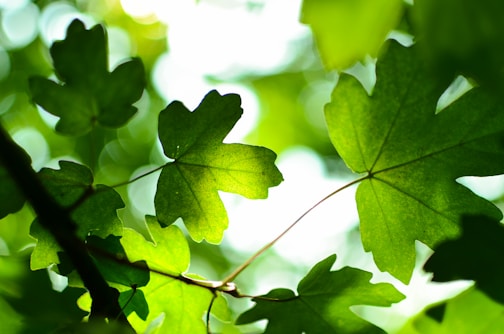 green leaves at daytime