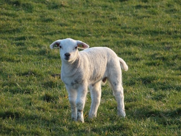 A young lamb standing on a grassy field, facing forward. The lamb has white wool and its ears are slightly raised. The field is lush and green, indicating a natural outdoor setting possibly in the countryside.