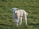A young lamb standing on a grassy field, facing forward. The lamb has white wool and its ears are slightly raised. The field is lush and green, indicating a natural outdoor setting possibly in the countryside.