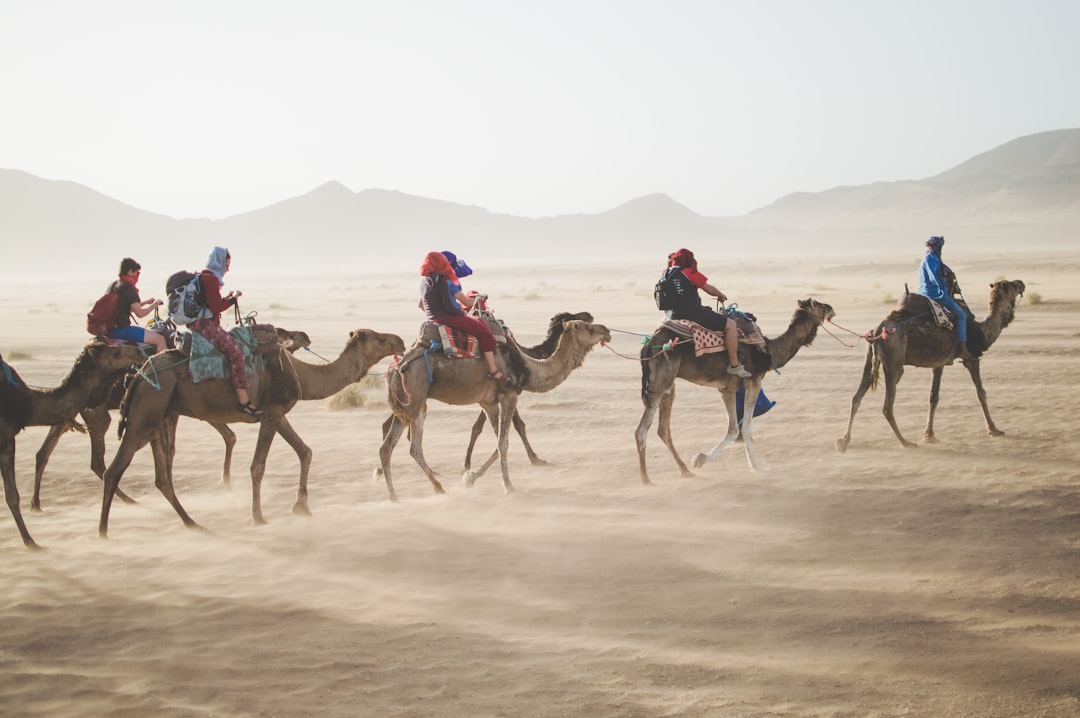 group of people riding camel on sand dune, Camel riders in Morocco desert