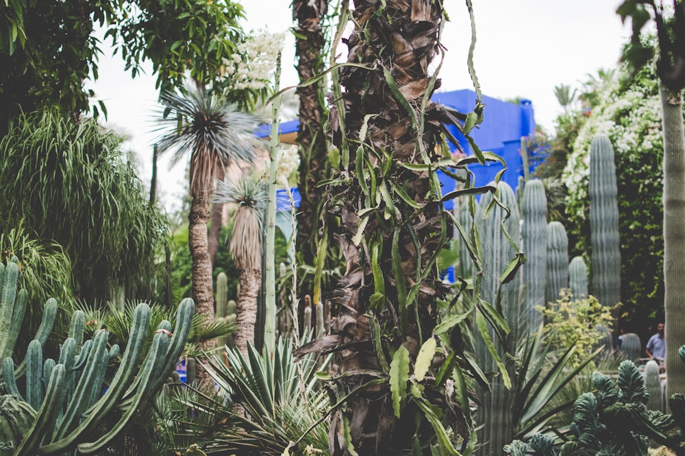 Plantas variadas en un jardín