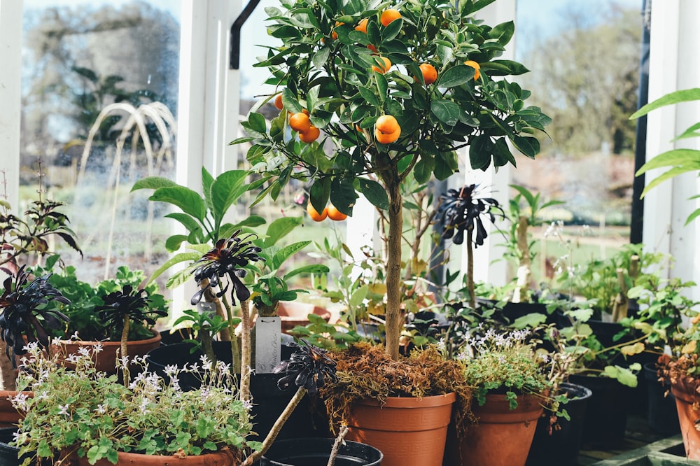round orange fruits lot