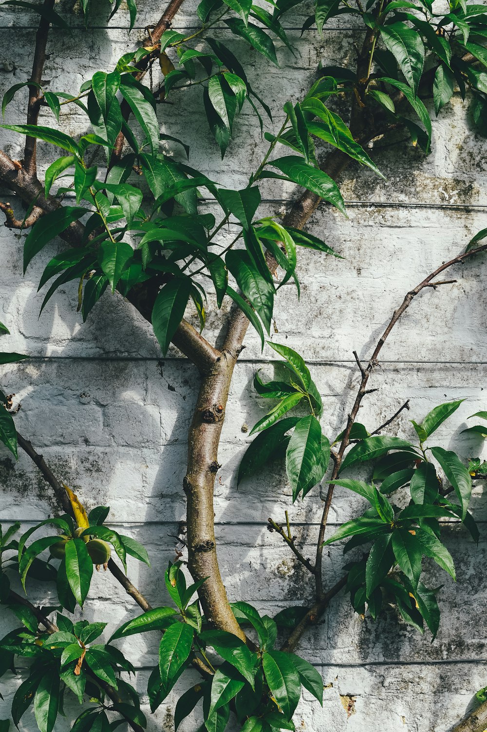 green leafed plant