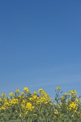 Local farmers harvesting mahua flowers under a bright sky.