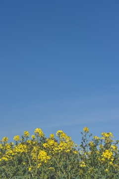Local farmers harvesting mahua flowers under a bright sky.
