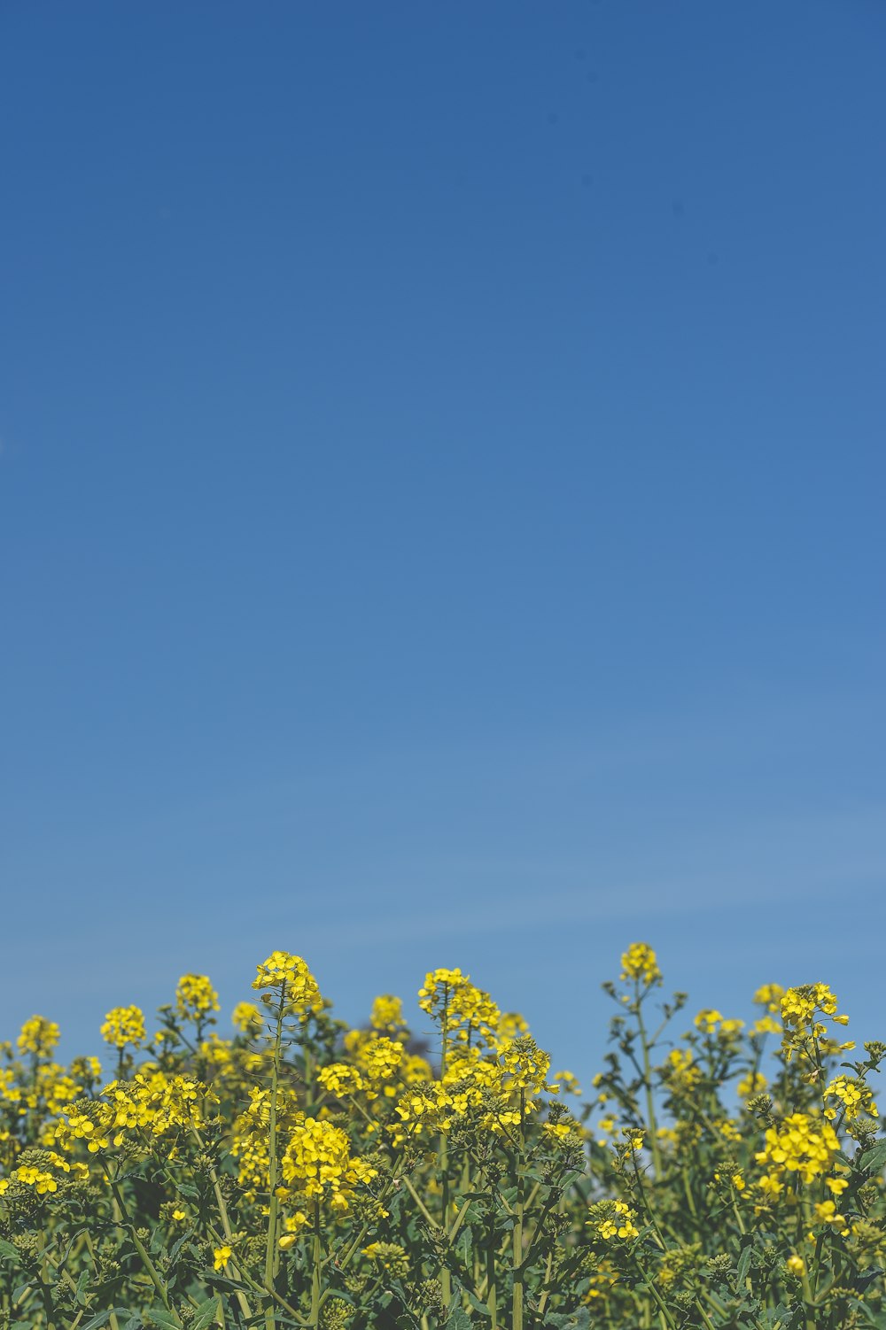 낮에는 맑고 푸른 하늘 아래 노란 꽃잎이 피었습니다.