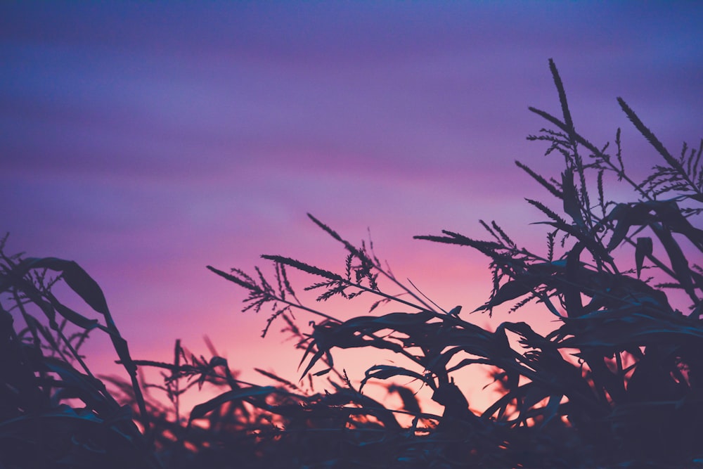 silhouette plants during sunset