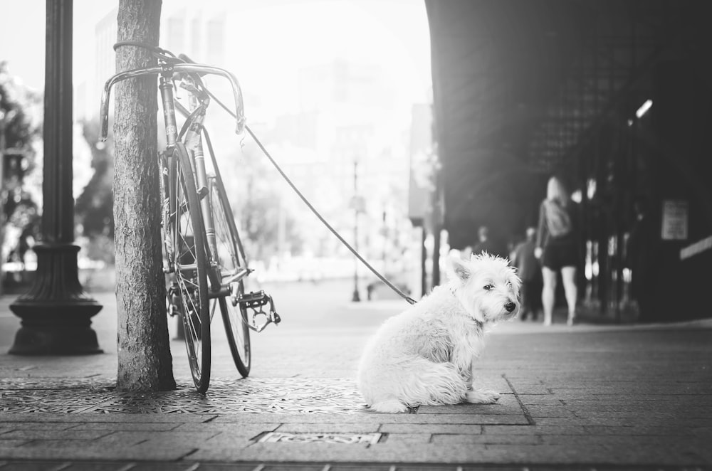 茶色の支柱に縛られた犬