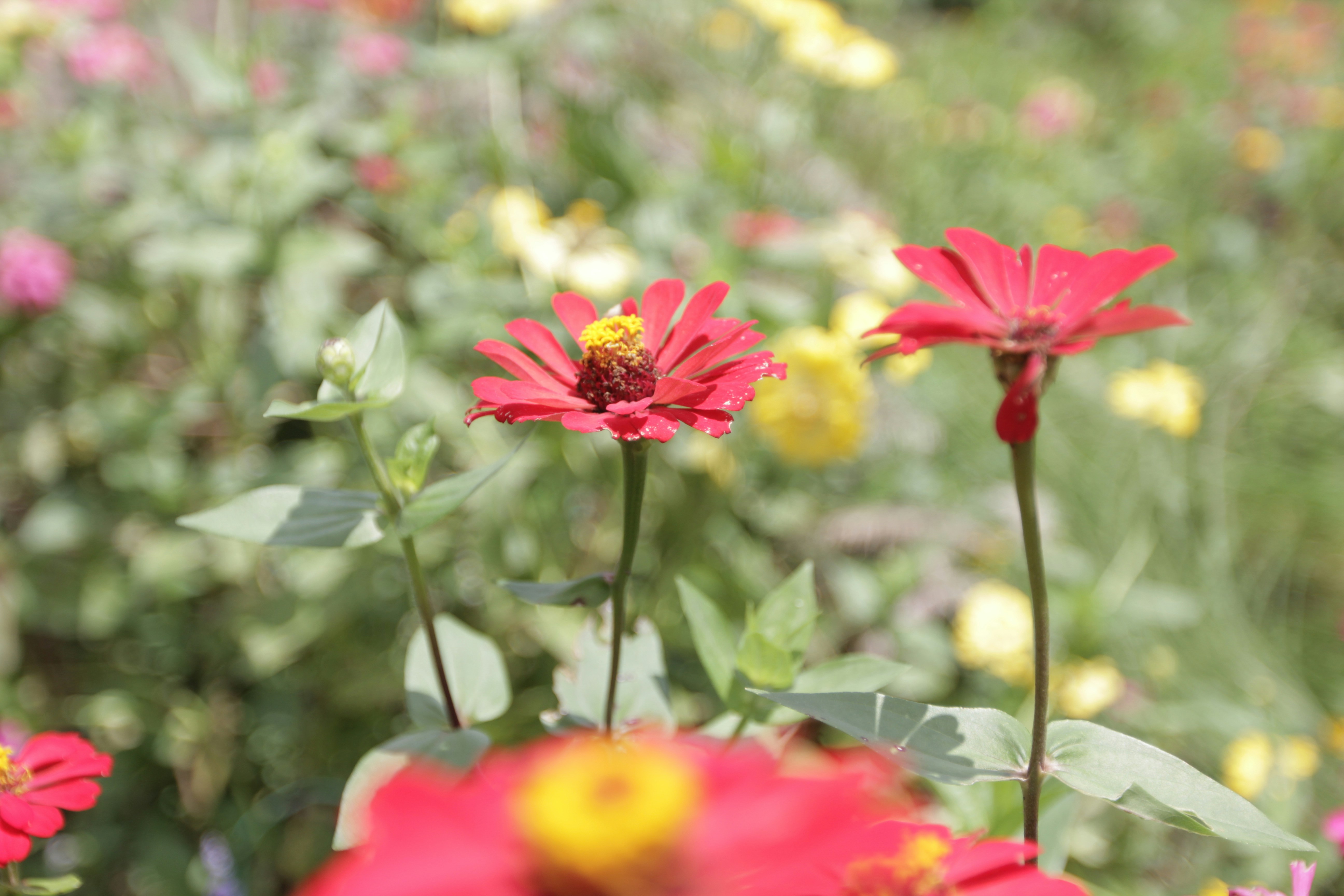 Free Unsplash photo from Dodo Ford