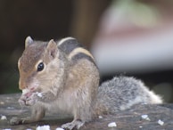 The cat happily munching on a treat, tail flicking contentedly.