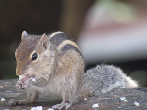 A small animal enjoying a healthy treat.