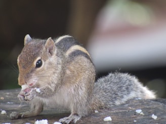 A small animal enjoying a healthy treat.