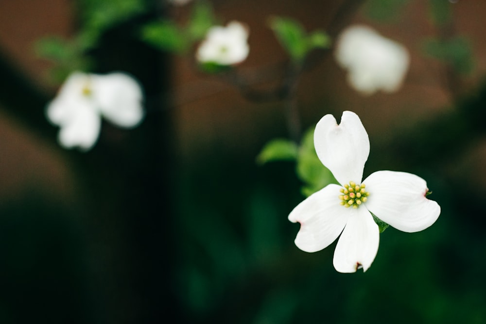 Fotografía de enfoque selectivo de flor blanca