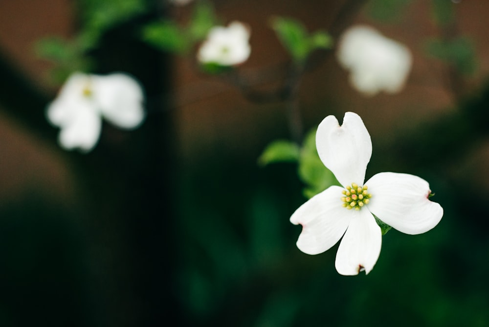 흰 꽃의 선택적 초점 사진