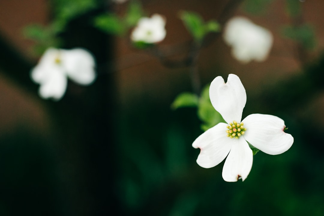 selective focus photography of white flower