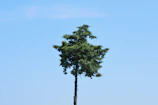 A freshly trimmed oak tree standing tall against a clear blue sky.