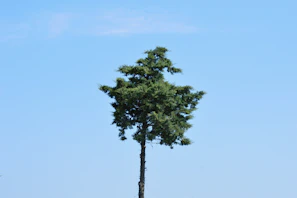 A freshly trimmed oak tree standing tall against a clear blue sky.