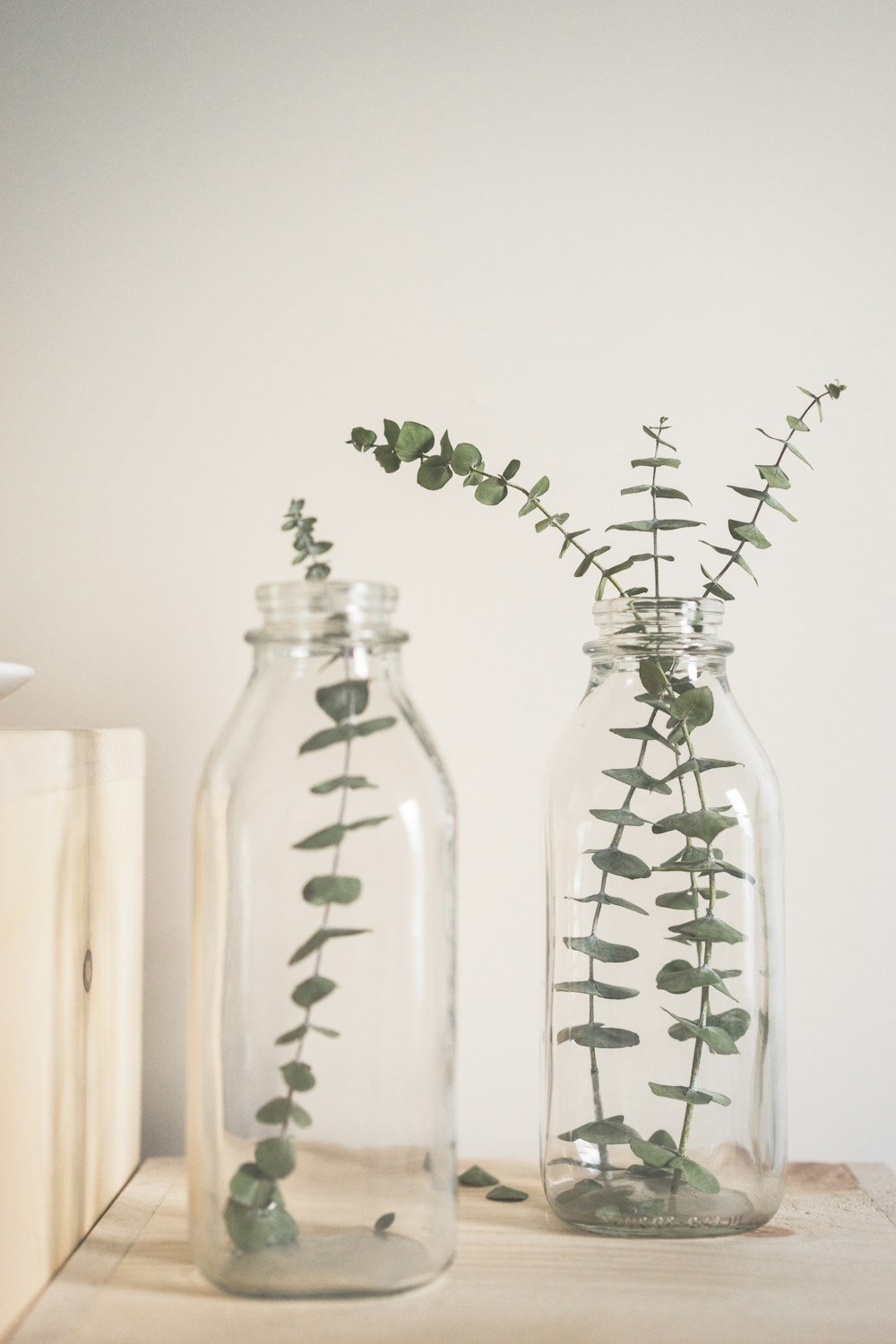 plante à feuilles vertes sur vase en verre transparent