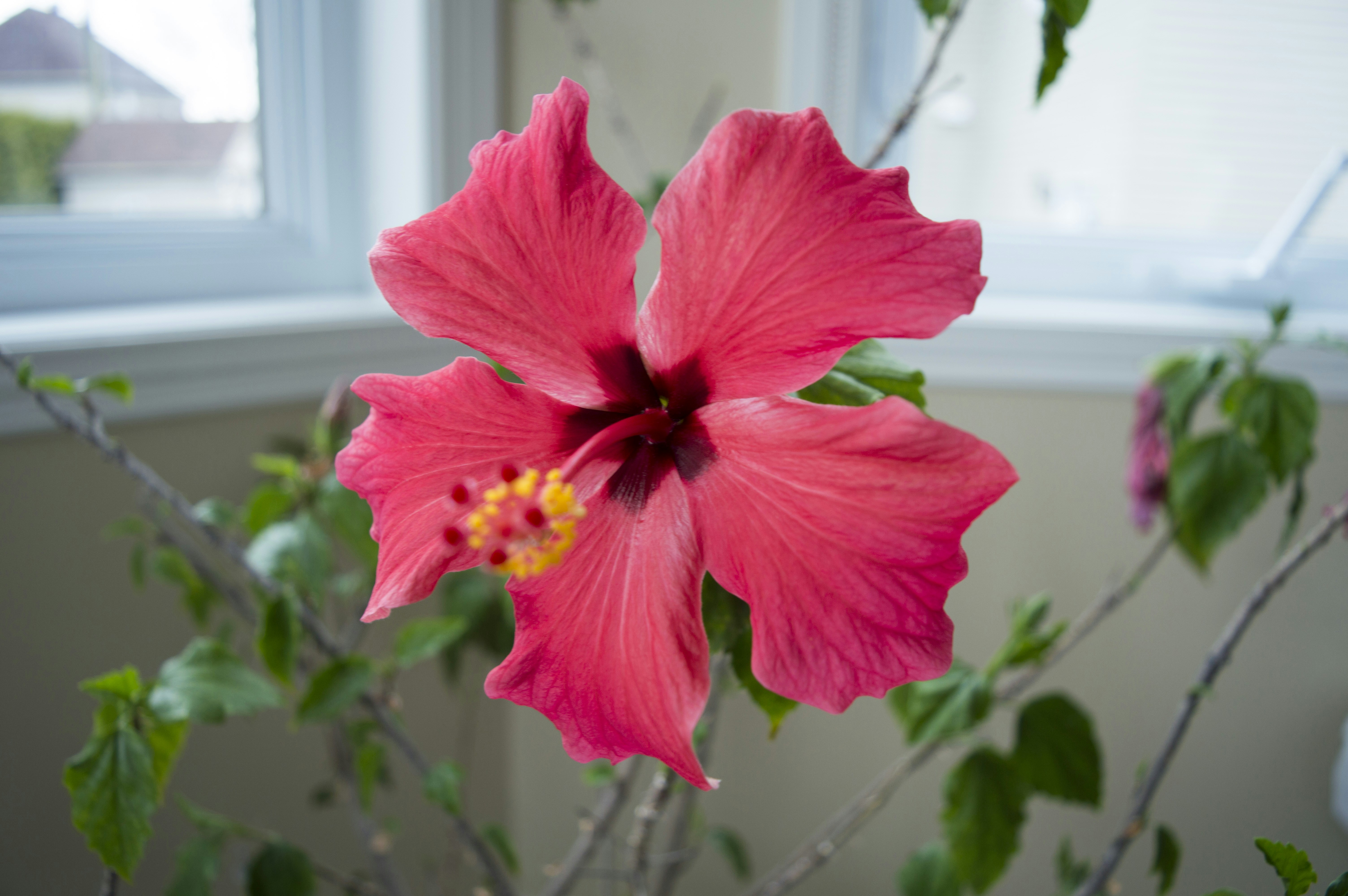 Free Unsplash photo from Vincent Collin