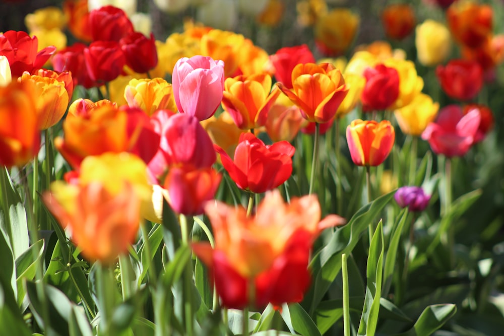 Verschiedene Blumen in der Makroaufnahme tagsüber