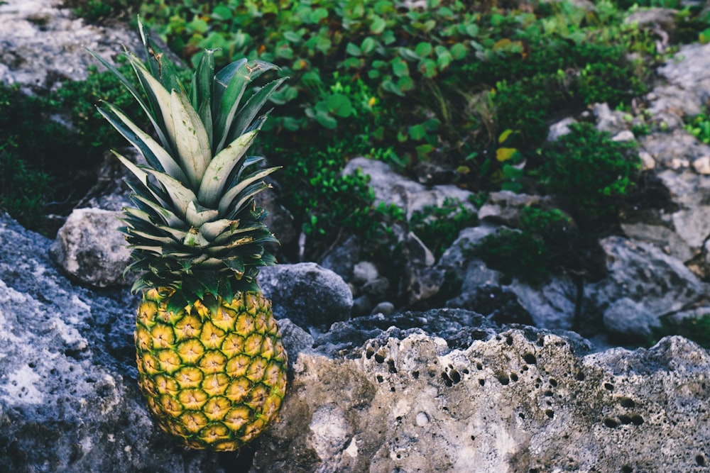 pineapple on rock during daytime