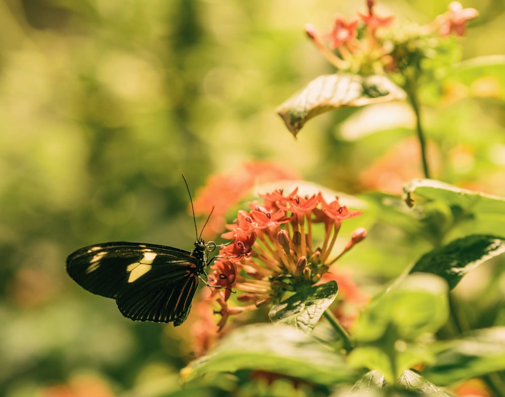 schwarzer und beiger Schmetterling