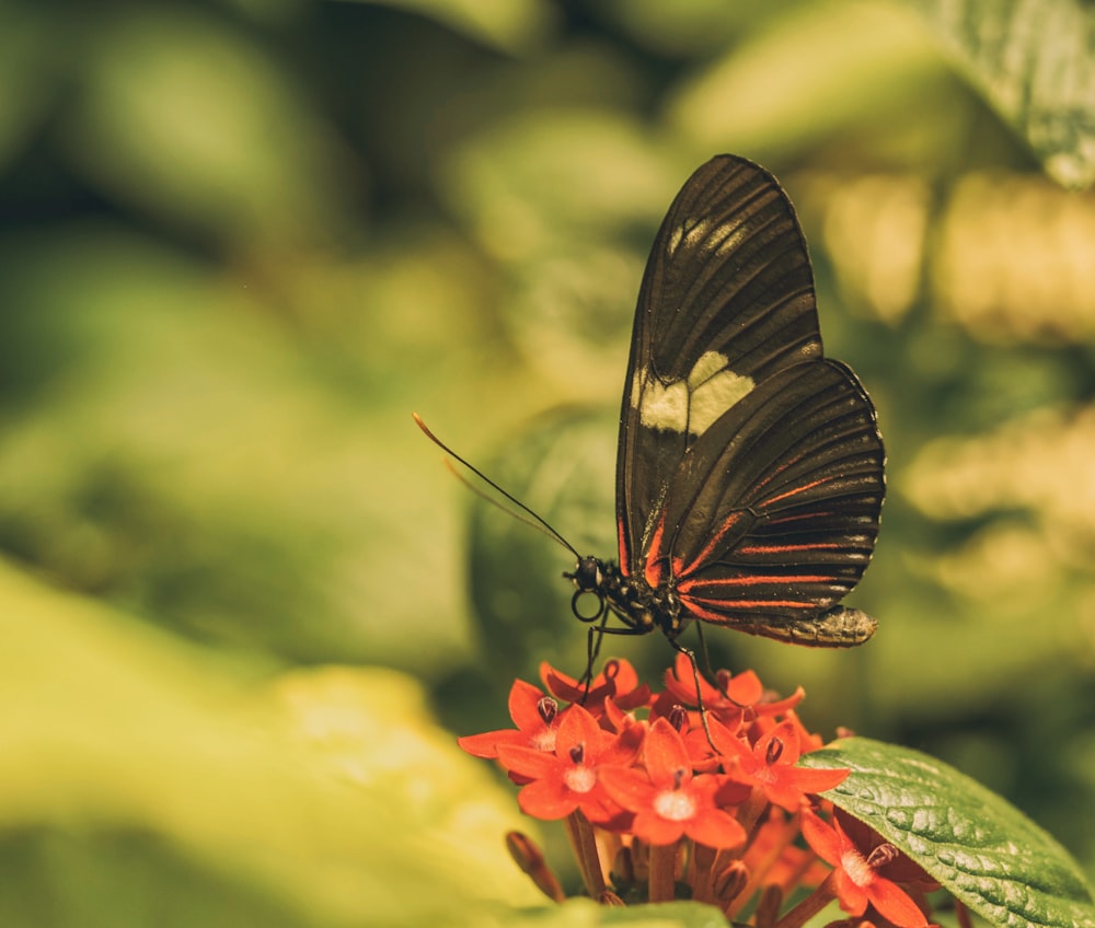 black butterfly on selective focus photography