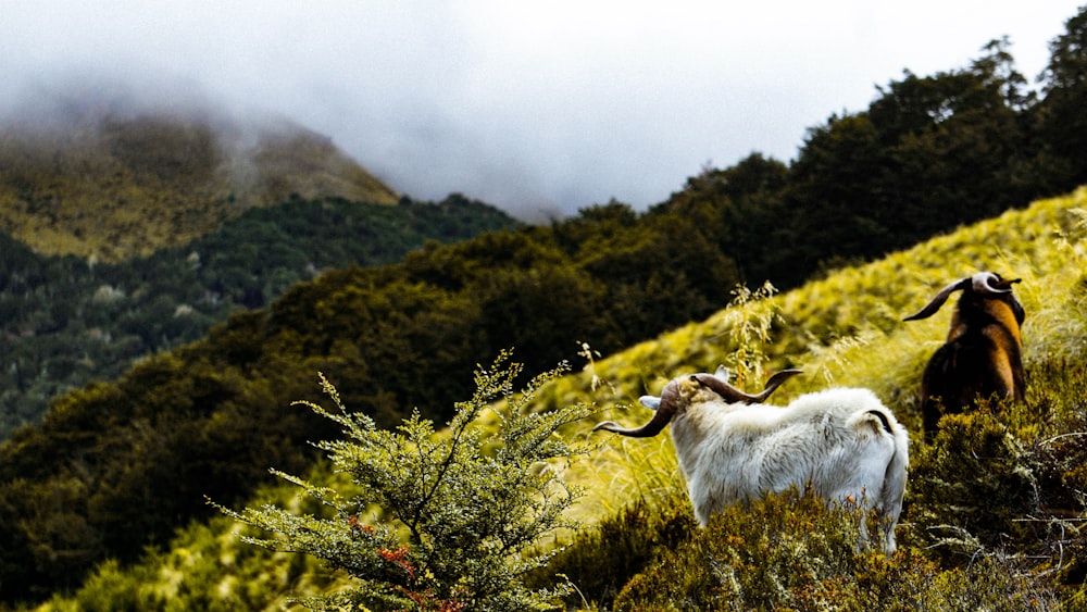 two mountain goat in grass field