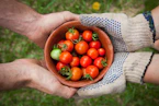 bowl of tomatoes served on person hand