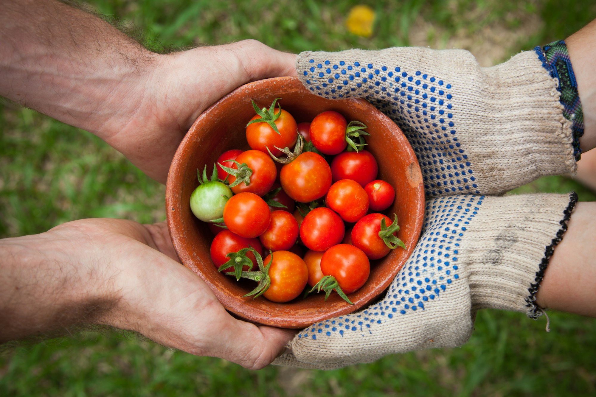 Como Cultivar Tomates Orgânicos em Espaços Pequenos