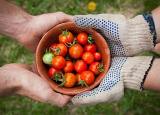 bowl of tomatoes served on person hand