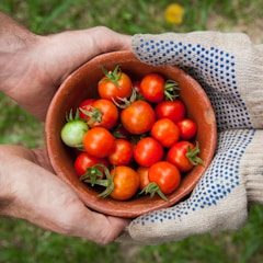 bowl of tomatoes served on person hand