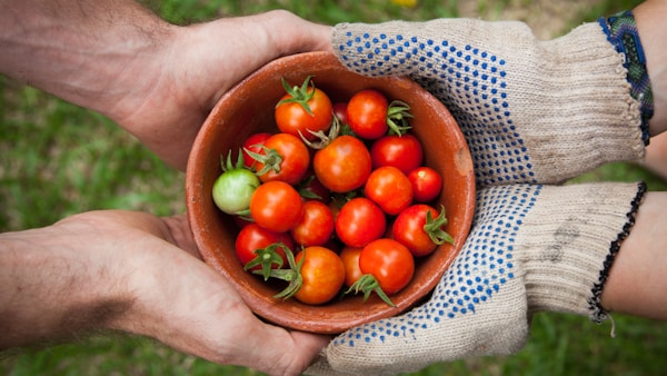 bowl of tomatoes served on person hand