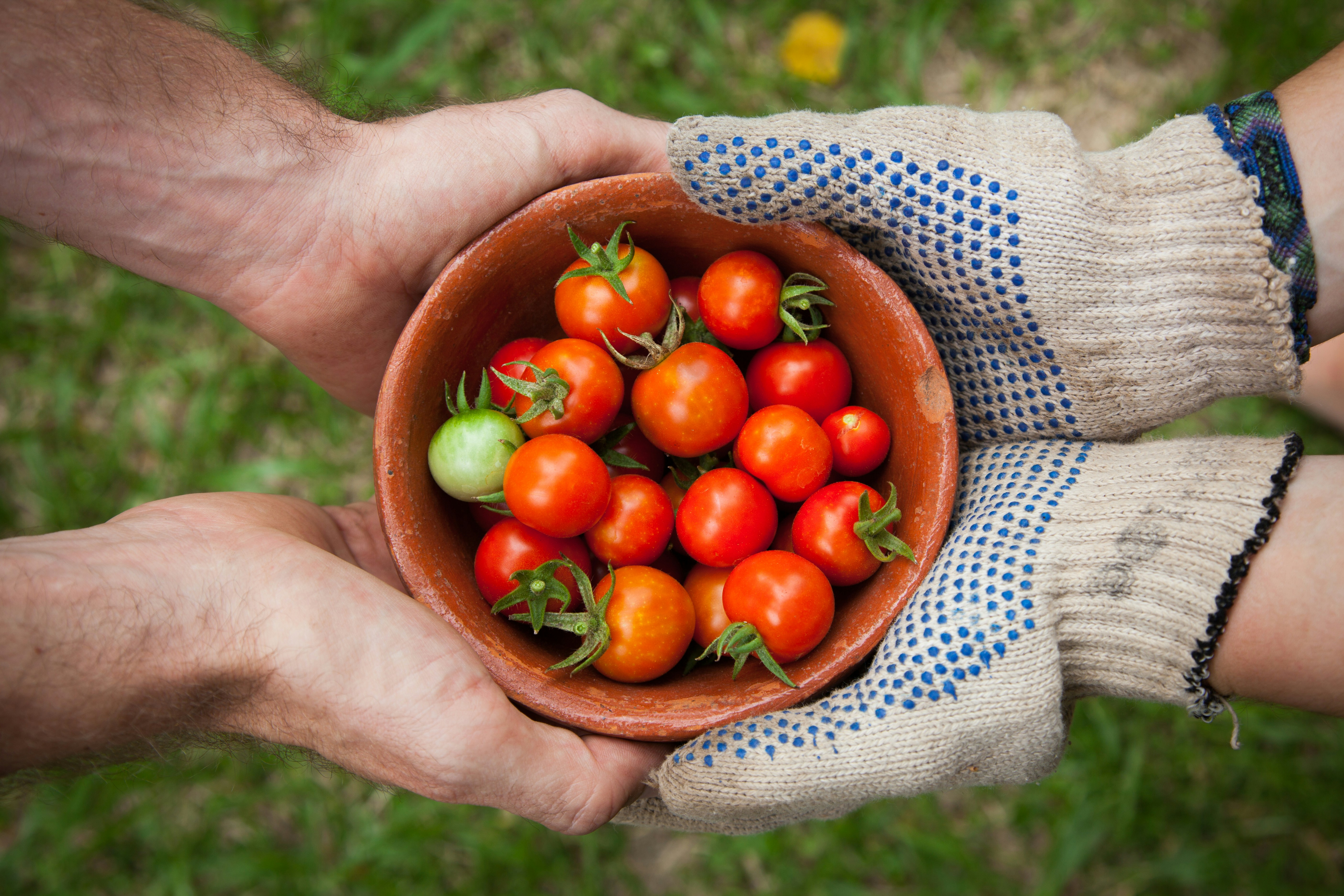 What Are The Options For Volunteering Or Community Service Projects While Traveling?