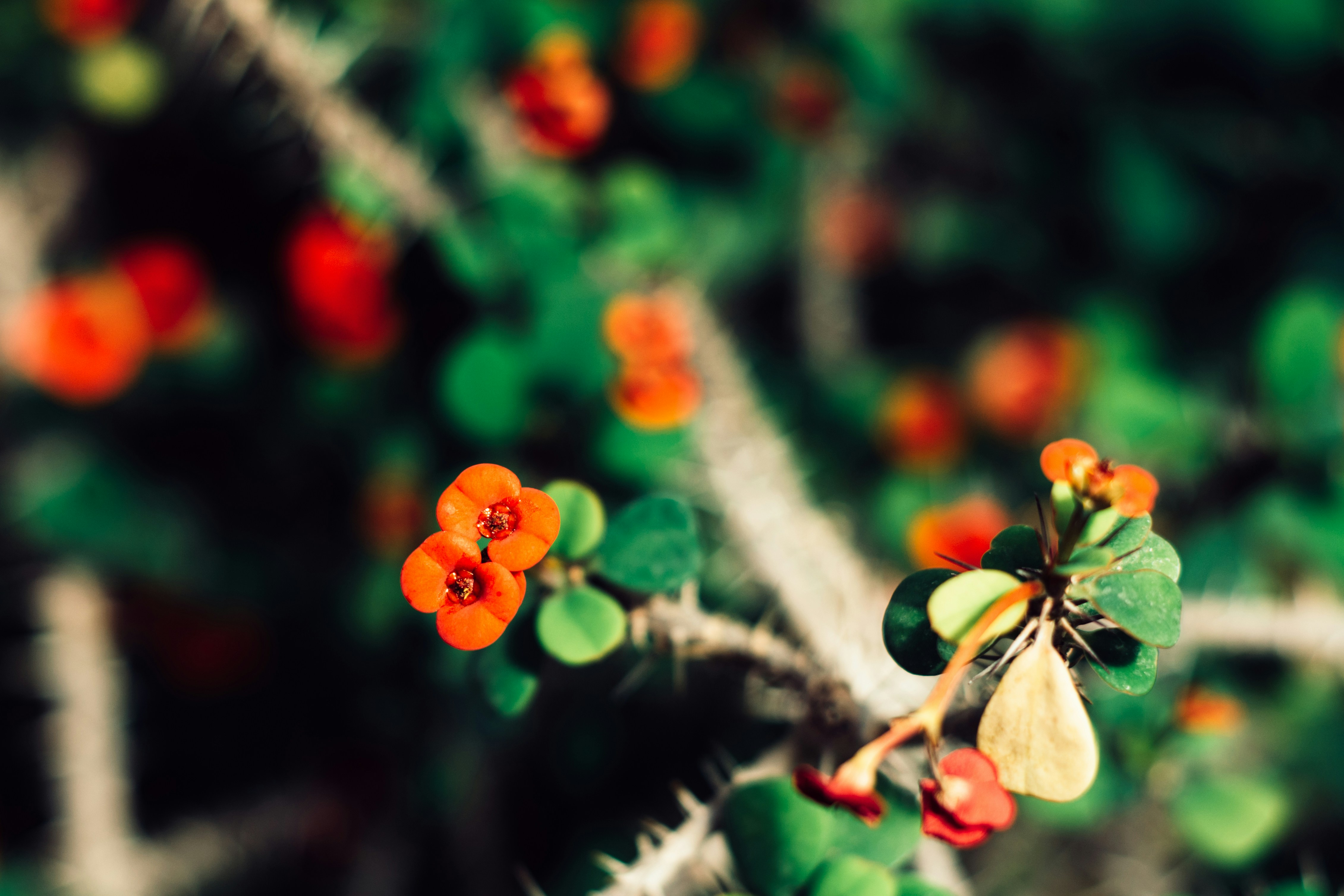 Free Unsplash photo from Tomáš Vestenický