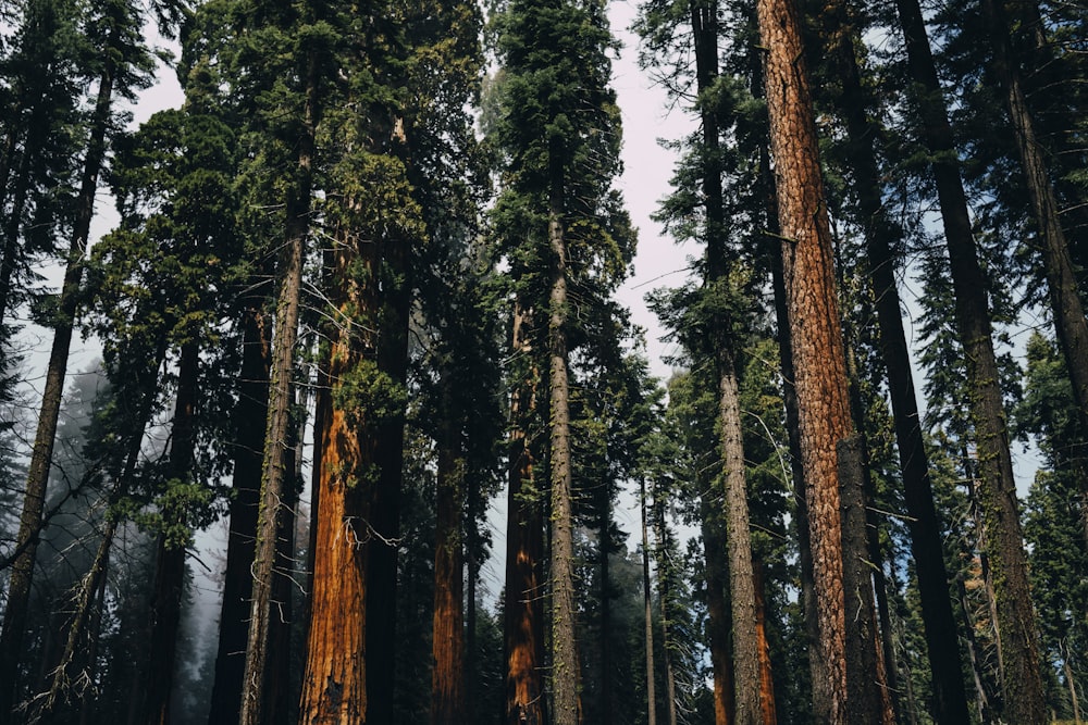 floresta com árvores marrons