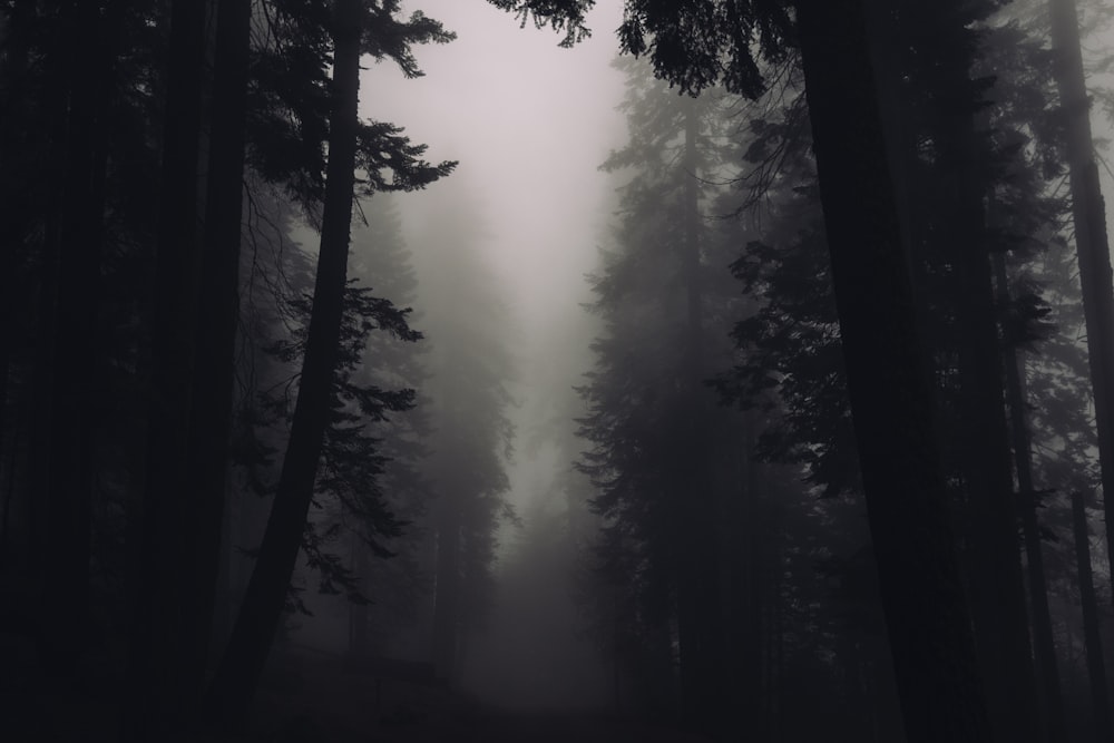 霧がかかった木々のシルエット写真