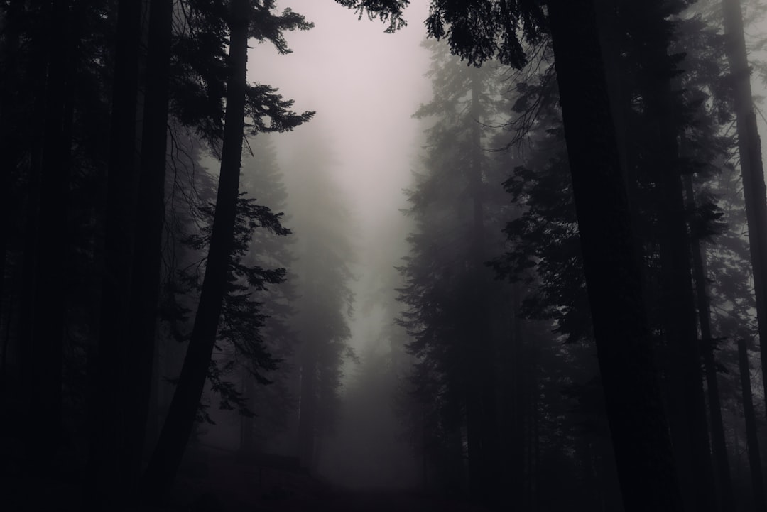 silhouette photograph of trees with foggy weather
