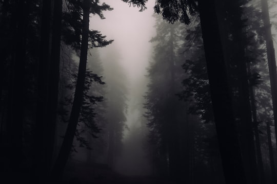 silhouette photograph of trees with foggy weather in Sequoia National Park United States