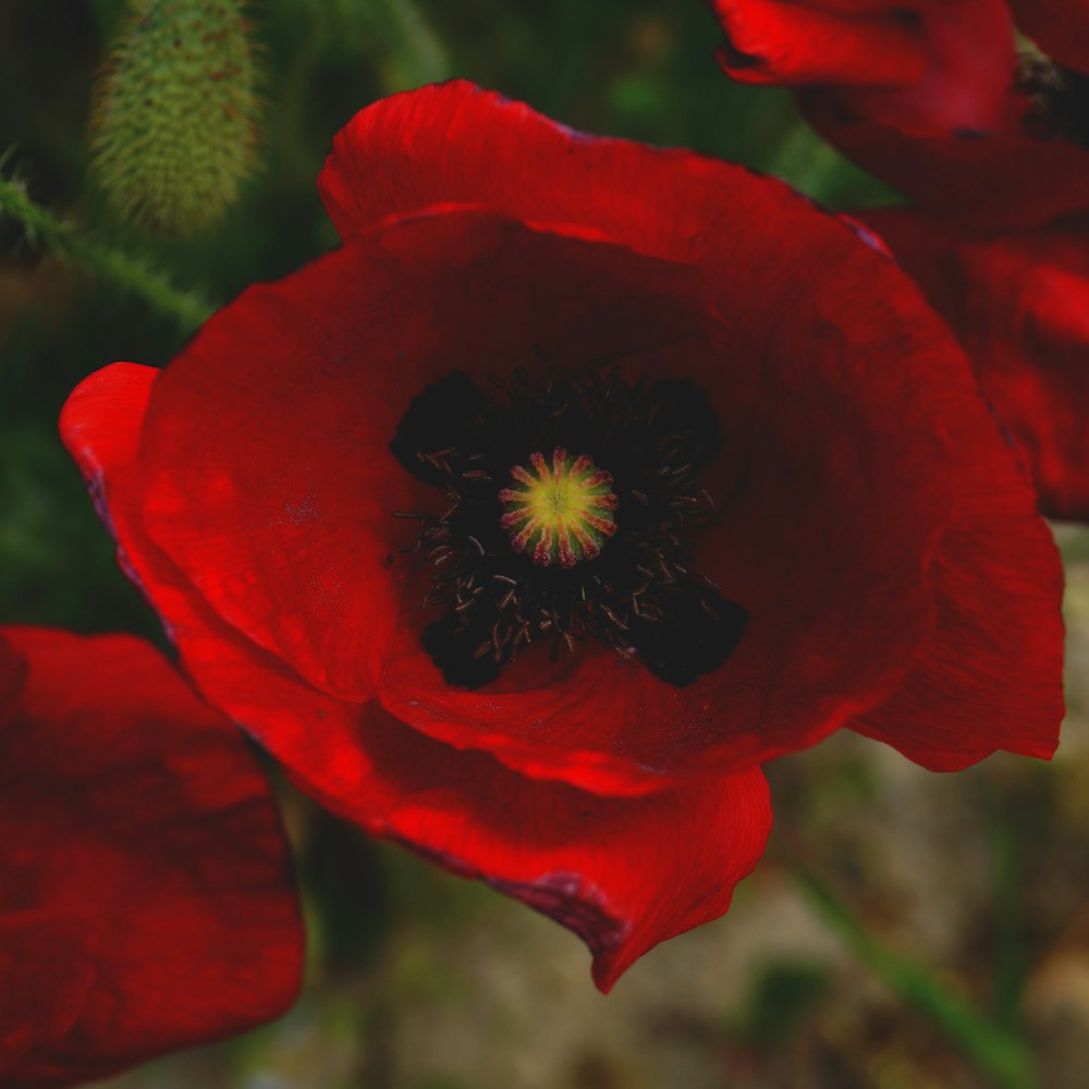 focus photography of common poppy