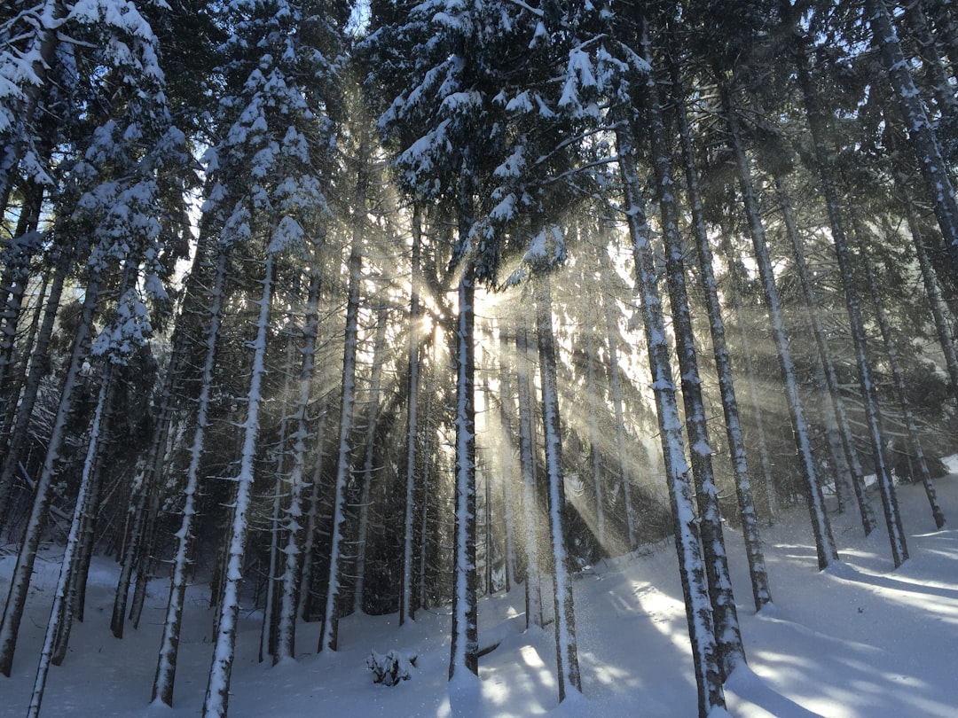 several snow covered trees, Sunshine and snowy trees
