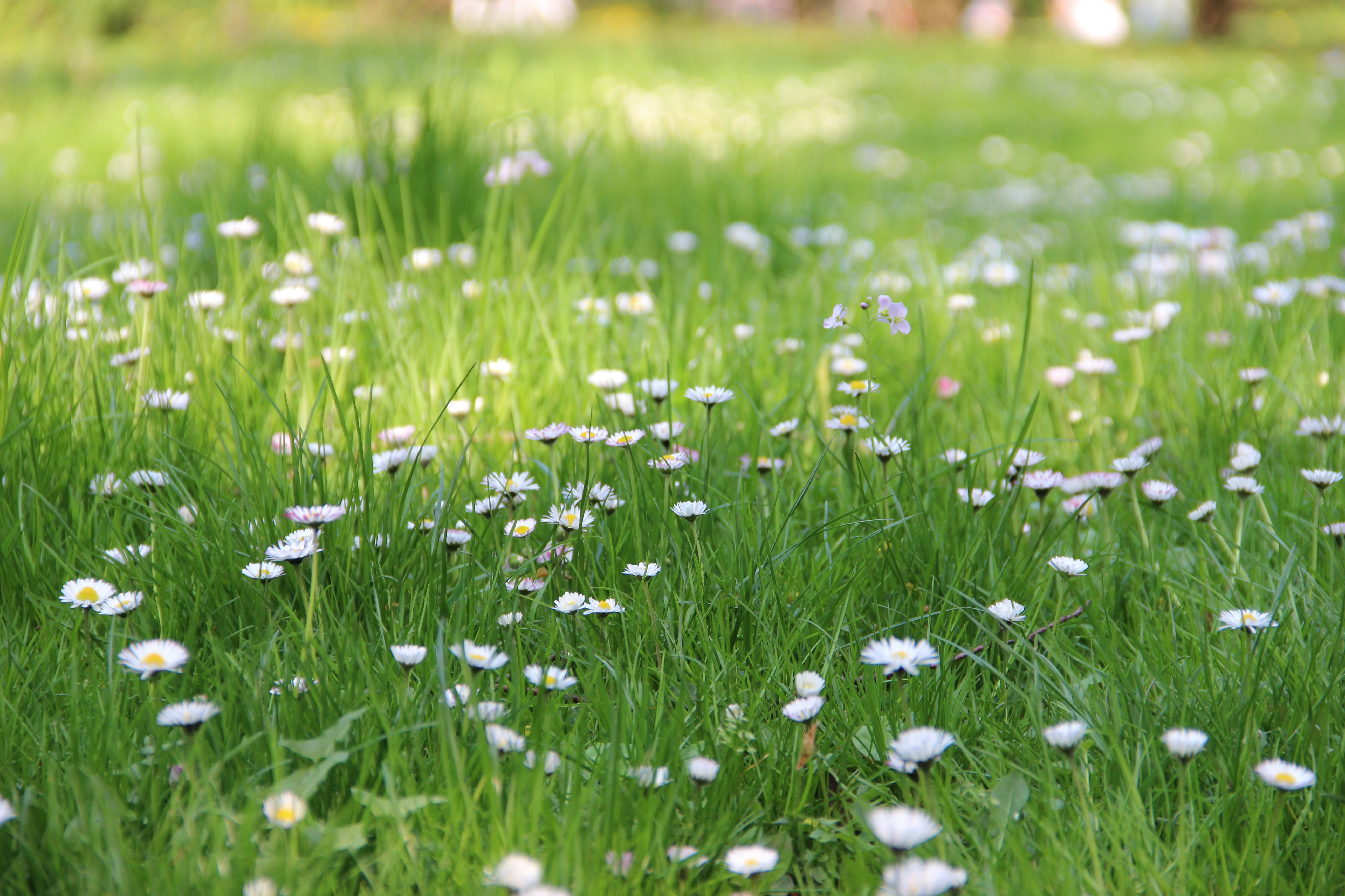 Free Unsplash photo from Dimitri Tyan