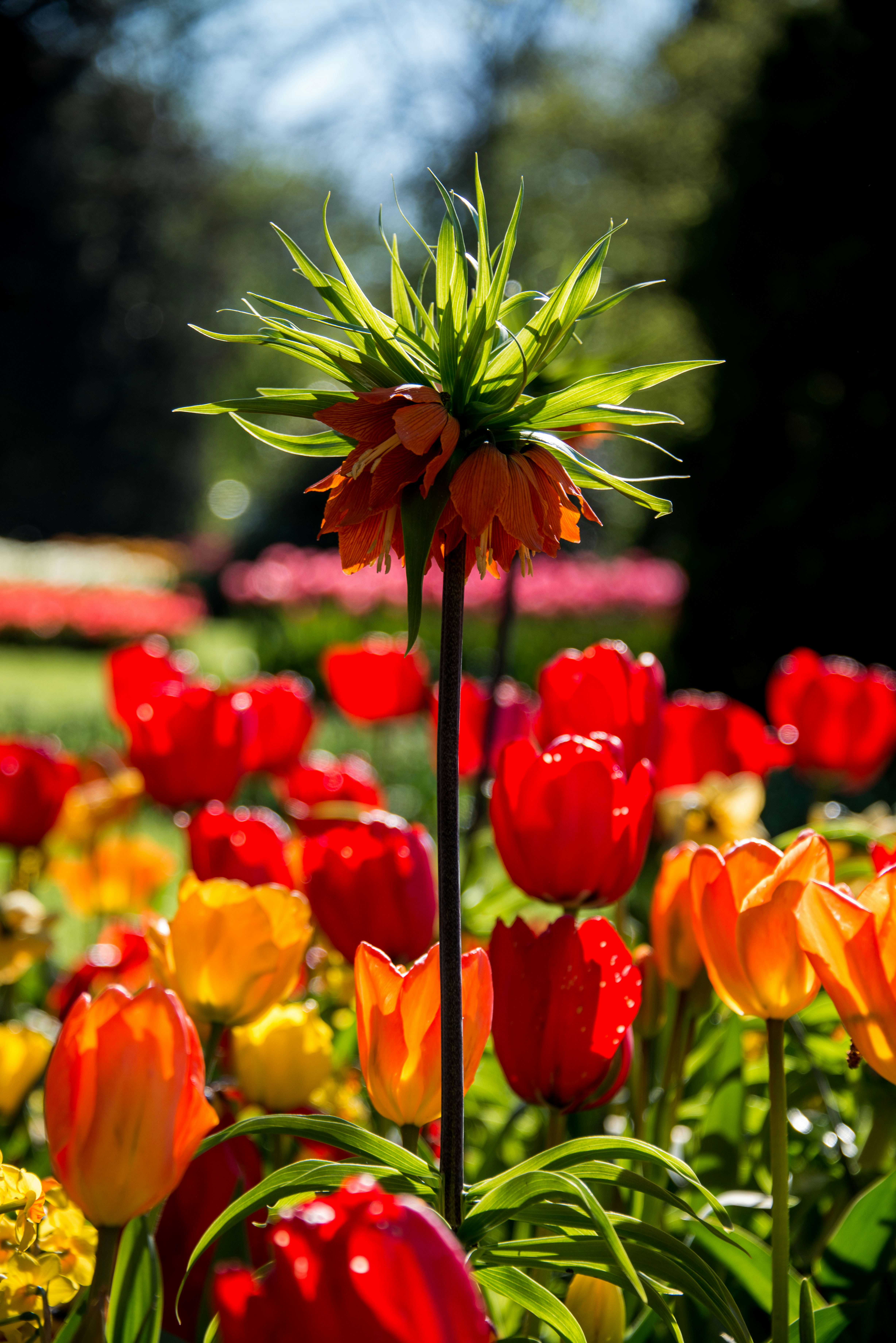 Free Unsplash photo from Magicphil Montes