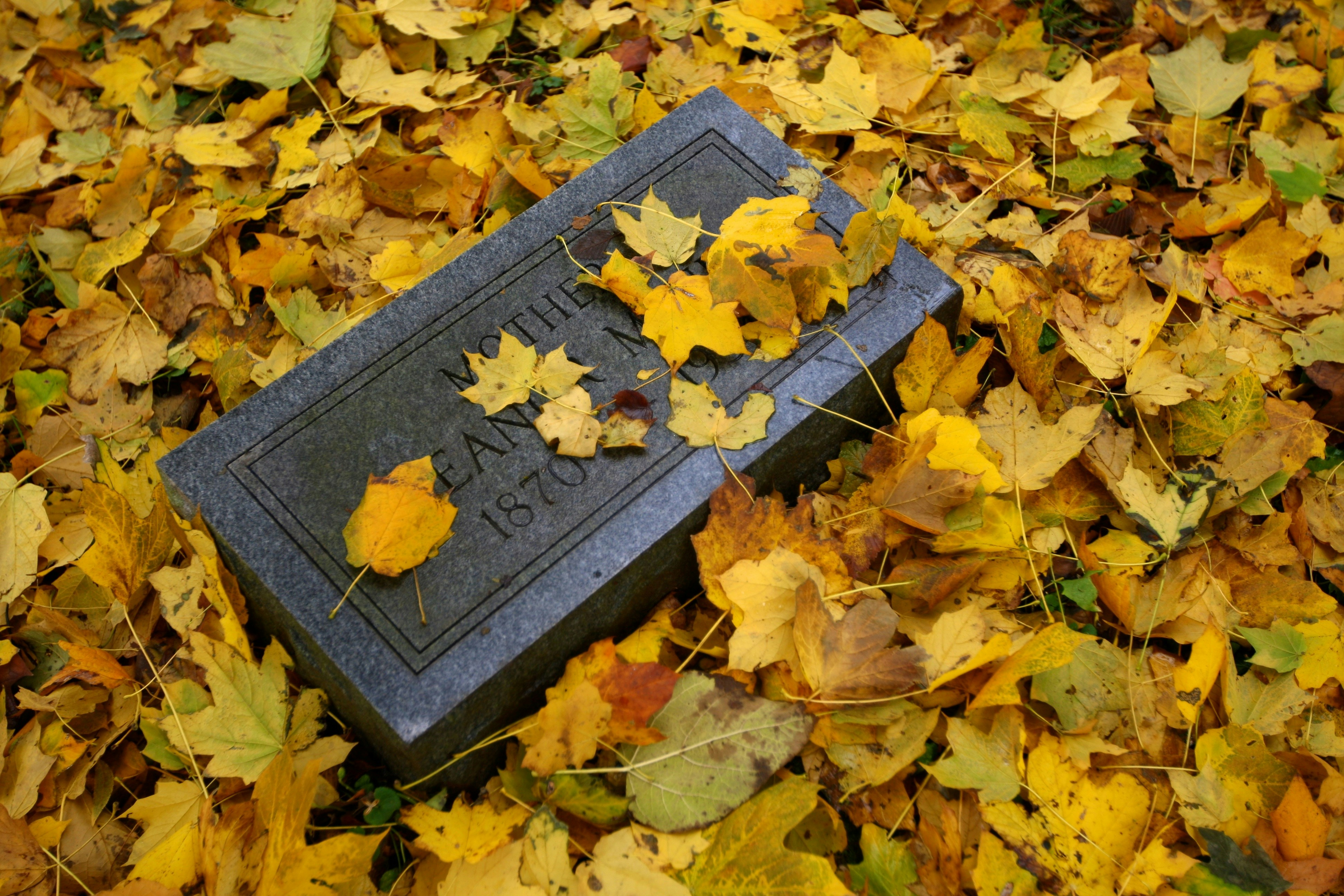 Free Unsplash photo from Crawford Ifland