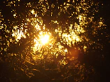 Sunlight filtering through a canopy of trees, casting warm patterns.