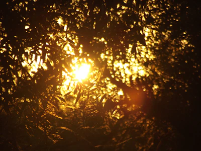 Sunlight filtering through a canopy of trees, casting warm patterns.
