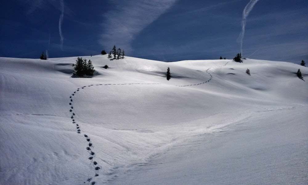 snow field